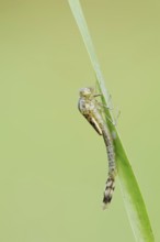 Willow Emerald Damselfly (Chalcolestes viridis) hatching, hatching, larva, dragonfly larva, North