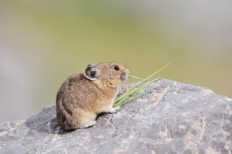 American pika (Ochotona princeps) sitting on a rock and eating blades of grass, Jasper National