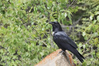 Raven (Corvus corax) sitting on a rock, Banff National Park, Alberta, Canada