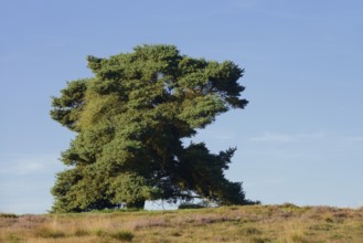 Scots pine or Scots pine (Pinus sylvestris) in heathland, Westruper Heide, North Rhine-Westphalia,