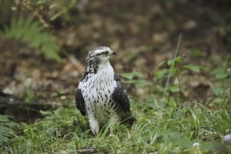 Honey buzzard (Pernis apivorus), North Rhine-Westphalia, Germany
