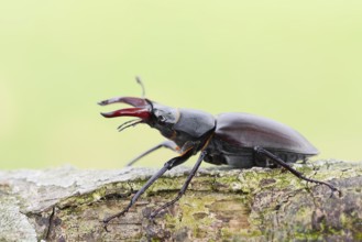 Stag beetle (Lucanus cervus), male, Normandy, France