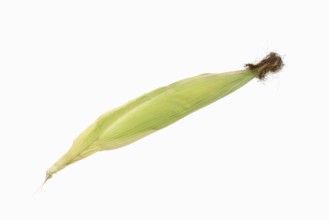 Corn (Zea mays), corn cobs against a white background