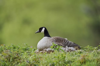 Canada goose (Branta canadensis) sitting brooding on the nest, North Rhine-Westphalia, Germany