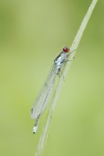 Red-eyed Damselfly (Erythromma najas), male, North Rhine-Westphalia, Germany