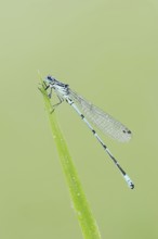 Horseshoe Damselfly (Coenagrion puella), male, North Rhine-Westphalia, Germany