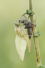 Black-tailed Skimmer (Orthetrum cancellatum), freshly hatched with exuvia, North Rhine-Westphalia,
