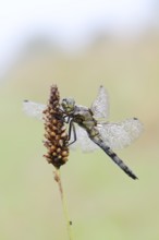 Black-tailed Skimmer (Orthetrum cancellatum), female with dewdrops, North Rhine-Westphalia, Germany