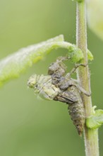 Black-tailed Skimmer (Orthetrum cancellatum), hatch, larva, dragonfly larva, North