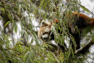 Western Red panda (Ailurus fulgens), feeding on bamboo, Singalila National Park, Gairibas, Jamuna,