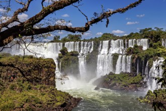 Large waterfall with branch in the foreground and green forest, The Iguazu Falls between Argentina