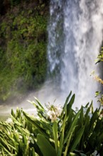 White flowers in the foreground with a blurred waterfall in the background reflecting tranquillity