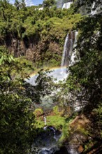 View through dense vegetation to a waterfall with a rainbow in the sunlight, The Iguazu Falls