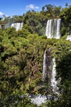 Several waterfalls flow through dense green forest under a bright blue sky, The Iguazu Falls