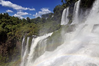 Mighty waterfalls with rainbows and dense spray in the lush forest under a clear sky, The Iguazu