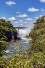 River flowing between overgrown banks with waterfall in the background, The Iguazu Falls between