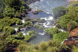 Close-up view of a partly calm river, surrounded by dense vegetation and rocks, The Iguazu Falls