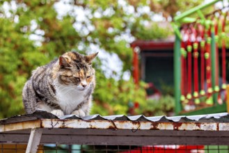 A cat sits comfortably on a corrugated iron roof in a colourful environment with trees, A domestic