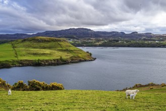 Farms over Loch Harport, Drynoch, Isle of Skye, Scotland, UK