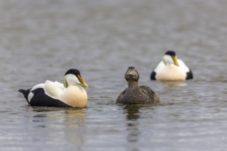 Eider duck (Somateria mollissima), hen with drake during mating behaviour, duck birds (Anatidae),