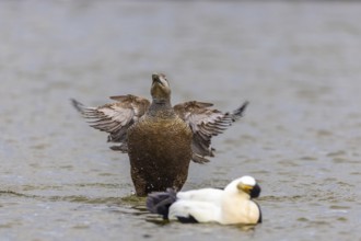 Eider duck (Somateria mollissima), hen grooming her feathers, duck birds (Anatidae), Aventdalen,