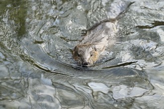 Eurasian beaver, European beaver (Castor fibre), swimming in a stream, Canton Zug, Switzerland