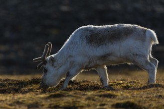 Svalbard skink (Rangifer tarandus platyrhynchus), Mammals (Mammalia), Longyearbyen, Spitsbergen,