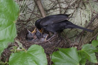 Male blackbird (Turdus merula) feeding his five young, Bavaria, Germany