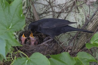 Male blackbird (Turdus merula) feeding its young, Bavaria, Germany