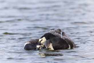 White-fronted Goose (Branta leucopsis), Geese (Anseriformes), Mating in the water, Aventdalen,