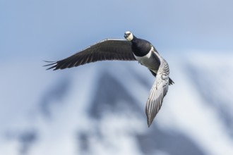 White-fronted Goose (Branta leucopsis), Geese (Anseriformes), in flight, Aventdalen, Longyearbyen,