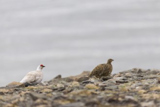 Ptarmigan (Lagopus), Pair, Chicken birds (Galliformes), Longyearbyen, Spitsbergen, Svalbard