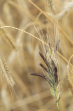 Ergot mushroom Claviceps purpurea on a ripe ear of grain