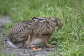 European hare (Lepus europaeus), Emsland, Lower Saxony, Germany