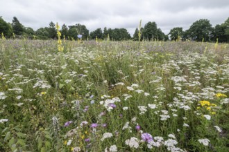 Flower meadow with large-flowered mullein (Verbascum densiflorum), Lower Saxony, Germany