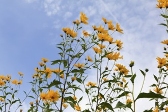 Jerusalem artichoke (Helianthus tuberosus), yellow blossom, flowers, plants, Oberuhldingen