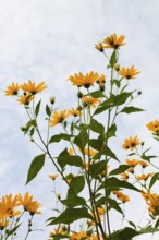 Jerusalem artichoke (Helianthus tuberosus), yellow blossom, flowers, plants, Oberuhldingen