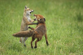 Red fox (Vulpes vulpes) male and weaned young playing on a mown meadow in light rain, Allgäu,