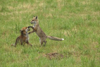 Red fox (Vulpes vulpes) male and weaned kitten, invitation to play on mown meadow in light rain,
