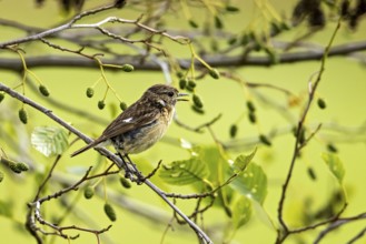 Small bird sitting and singing on a branch, surrounded by green leaves in a peaceful atmosphere, A