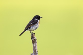 Bird in side view on branch with blurred green background, A male stonechat (Saxicola rubicola) on