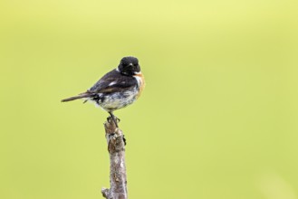 Small bird sitting on a branch in front of a blurred green background, A male stonechat (Saxicola