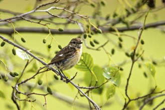 Small bird sitting on a branch with green leaves in a peaceful natural environment, A female