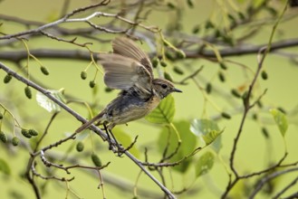Small bird spreads its wings on a branch with green leaves in a quiet environment, A female