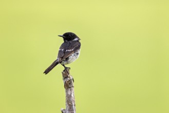 Bird sitting with dorsal view on a branch in front of a green background, A male stonechat