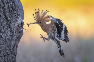 Hoopoe (Upupa epops) Bird of the Year 2022, male with food, prey, foraging, food for the young