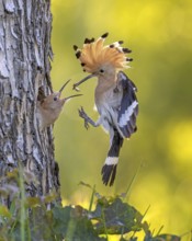 Hoopoe (Upupa epops) Bird of the Year 2022, male with food, prey, foraging, food for the young