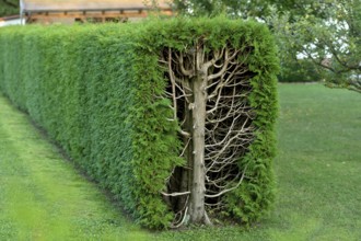 Arborvitae, thujas (Thuja), rectangular hedge, cross-section, tree trunk, branches, twigs and