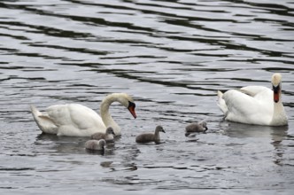 Mute swan (Cygnus olor) with offspring on the Kiel Canal, Kiel Canal, Schleswig-Holstein, Germany