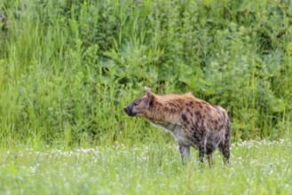 An adult female spotted hyena (Crocuta crocuta) stands in a green meadow. Southern part of Africa